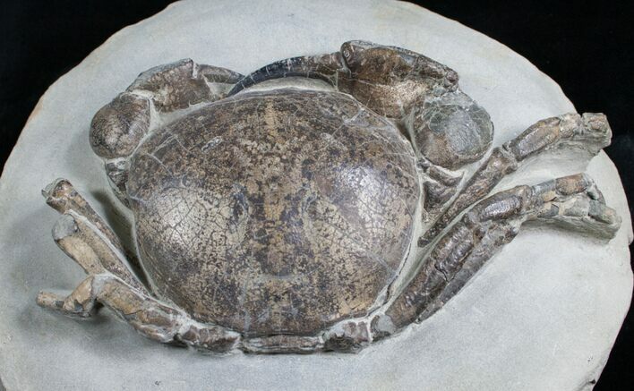 Giant Tumidocarcinus Giganteus Crab Fossil #4642